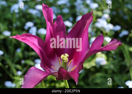 Tulipano tipo giglio d'acqua "Borgogna" Foto Stock