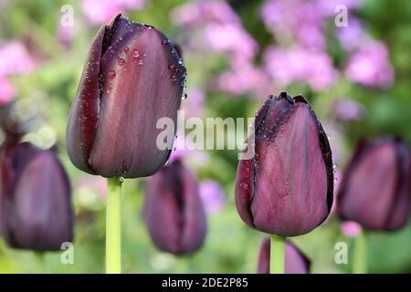 Tulip "Regina della notte" Foto Stock