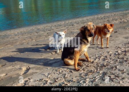 Tre cani randagi vicino al fiume . Animali senza dimora sul lungofiume Foto Stock