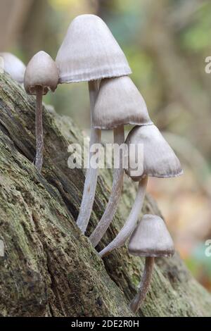 Bonnet Fungus (Mycena inclinata) in Woodchester Park SSSI (National Trust) vicino a Nailsworth e Stroud, Gloucestershire, Inghilterra, Regno Unito Foto Stock