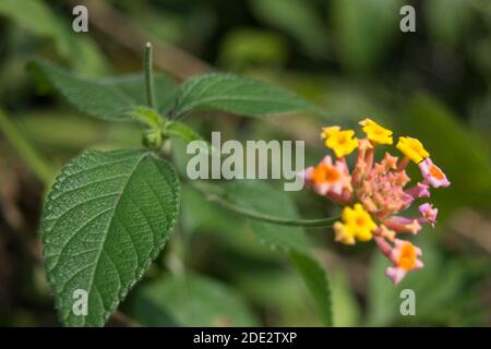 Lantana camara, West Indian Lantana Fiore fiorire nel giardino. Umbelantera, salvia selvatica, salvia rossa, salvia bianca, bacche di zecca Foto Stock