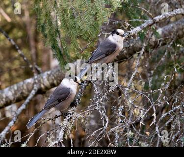 Vista ravvicinata del profilo della coppia Gray Jay appollaiata su un ramo di albero nel loro ambiente e habitat, con ali e coda in piuma grigia. Foto Stock