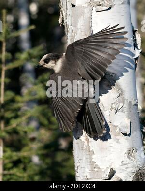 Vista ravvicinata del profilo Gray Jay su un tronco di betulla con ali e coda spalmata con sfondo sfocato nel suo ambiente e habitat, in grigio Foto Stock