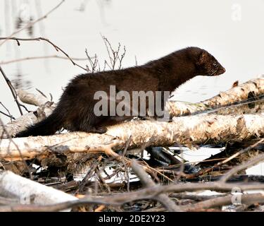 Mink primo piano profilo vista su betulla tagliata albero vicino l'acqua dal suo den con uno sfondo sfocato nel suo ambiente e habitat che mostra la sua pelliccia. Foto Stock