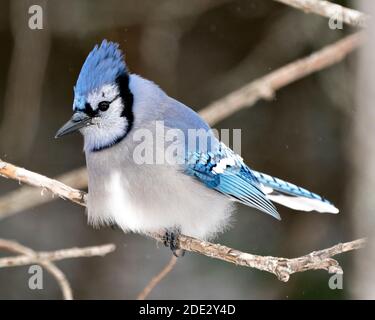 Foto d'archivio Blue Jay. Blue Jay appollaiato su un ramo con uno sfondo sfocato nell'ambiente e nell'habitat della foresta. Immagine. Immagine. Verticale. Foto Stock