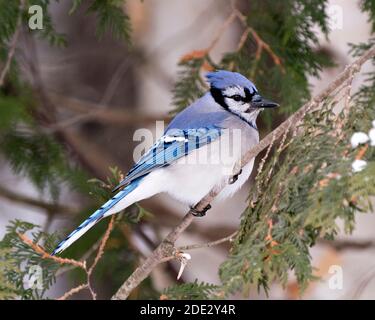 Foto d'archivio Blue Jay. Blue Jay appollaiato su un ramo con uno sfondo sfocato nell'ambiente e nell'habitat della foresta. Immagine. Immagine. Verticale. Foto Stock