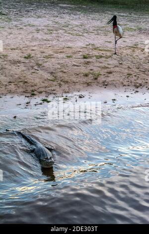 Una cicogna Jabiru è il simbolo della regione Pantanal, guardando un caimano spectacled o caiman comune sul bordo del fiume Mutum (Rio Mutum) nel Foto Stock