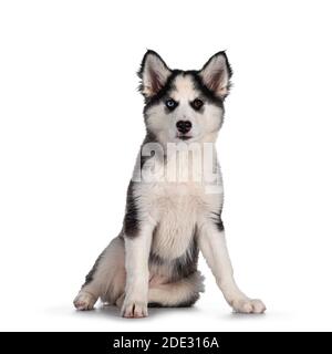 Adorabile cuccioli di cane Yakutian Laika, occhi strani e carino mascherato nero. Seduta rivolta verso la parte anteriore. Guardando verso la fotocamera. Isolato su sfondo bianco. Foto Stock