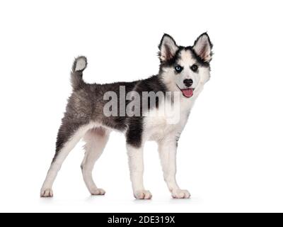 Adorabile cuccioli di cane Yakutian Laika, occhi strani e carino mascherato nero. Vie laterali in piedi. Guardando verso la fotocamera. Isolato su sfondo bianco. Foto Stock