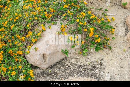 Grande cespuglio fiorente con fiori gialli nel deserto su parte superiore di un blocco di pietra Foto Stock