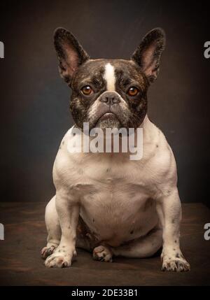 Studio ritratti di un giovane bulldog francese Foto Stock