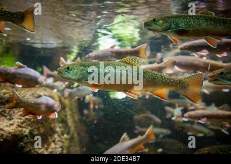 Trota di ruscello (Salvelinus fotinalis) in un acquario esposizione. Foto Stock