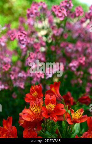 Alstroemeria arancione Gloria,fiore,fiori,fioritura,tenera perenne,diascia,fiori rosa,fiore,fioritura,giardino,giardini,RM floreale Foto Stock