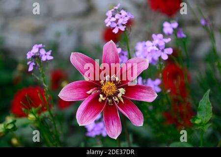 dahlia curiosità, collarette dahlia, singolo anello esterno flat ray flowers, fiore rosso, fiori rossi, dahlias fioritura, fioritura, fioritura, RM Floral Foto Stock