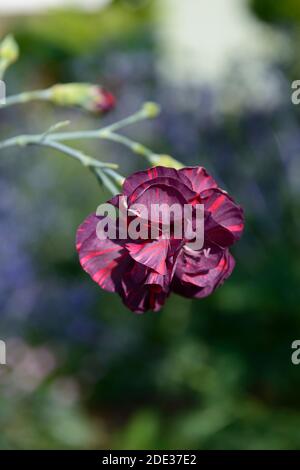 Dianthus caryophyllus Chomley Farran,Chomley Ferran Carnation,Bizarres,pink,bizarres rosa,garofani viola rosa bicolore,fiori viola rosso,fiore, Foto Stock