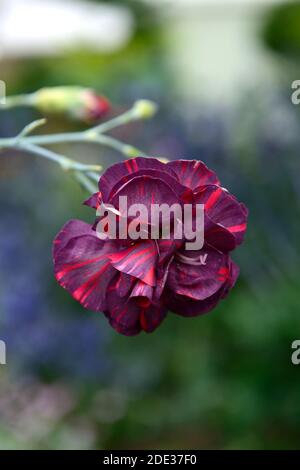 Dianthus caryophyllus Chomley Farran,Chomley Ferran Carnation,Bizarres,pink,bizarres rosa,garofani viola rosa bicolore,fiori viola rosso,fiore, Foto Stock