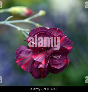 Dianthus caryophyllus Chomley Farran,Chomley Ferran Carnation,Bizarres,pink,bizarres rosa,garofani viola rosa bicolore,fiori viola rosso,fiore, Foto Stock