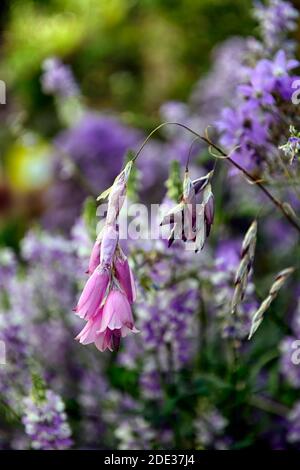 Dierama pulcherrimum, fiori viola rosa, fiore, perenni, arco, dangling, appeso, a forma di campana, angeli canne da pesca, indigofera in background, RM Foto Stock