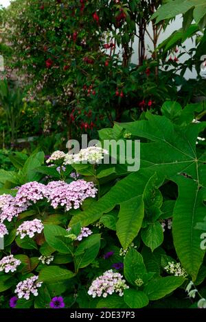 Hydrangea macrophylla Ayesha,hydrangea compatta della testa di mopea,fiori magenta lilla-rosa,fiore,fiori,fioritura,perennials perenni, Foto Stock