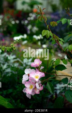 Rosa Open Arms, Rose Open Arms, Chewpixcel, Rambling Rose, fiori rosa pallido, fiore, fioritura, rosa petalo singolo, RM floreale Foto Stock