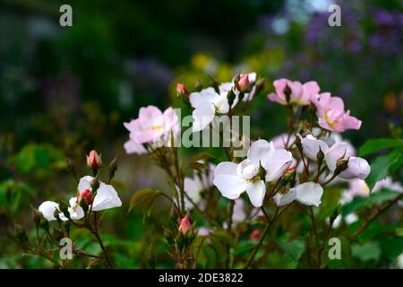 Rosa Open Arms, Rose Open Arms, Chewpixcel, Rambling Rose, fiori rosa pallido, fiore, fioritura, rosa petalo singolo, RM floreale Foto Stock