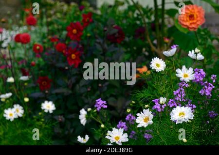 Cosmo doppio bianco, hesperis matronalis, dahlia, dahlias, fiori bianchi rosso porpora arancio, schema di piantagione misto, combinazione, RM Floreale Foto Stock