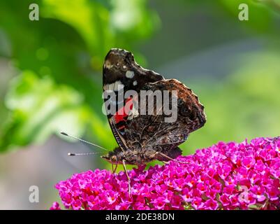 Macro di una farfalla ammiraglio che raccoglie nettare ad un budleja fioritura Foto Stock