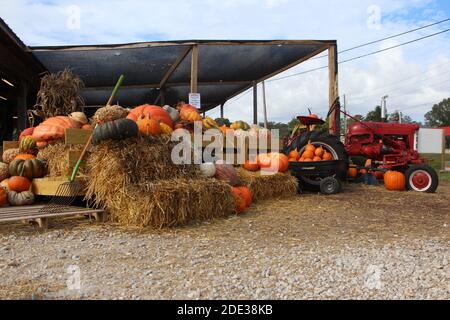 Harvest Scene presso lo stand di produzione n. 3 Foto Stock