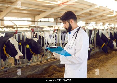 Il veterinario maschile si trova in una capanna e registra i dati dopo un'ispezione regolare del bestiame nella fattoria casearia. Concetto di bestiame e suo Foto Stock