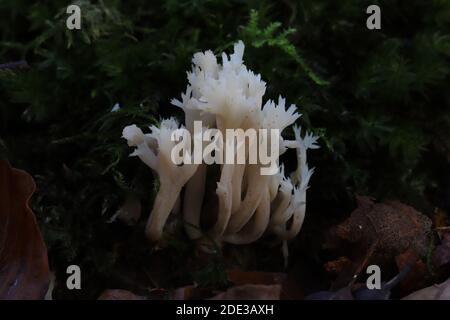 Clavulina coralloides, corallo crestato Foto Stock