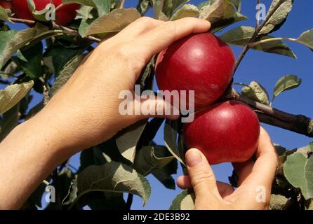 Akane mele, Marion County, Oregon Foto Stock