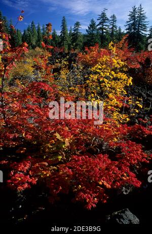 Autunno vite acero, Willamette National Forest, Oregon Foto Stock