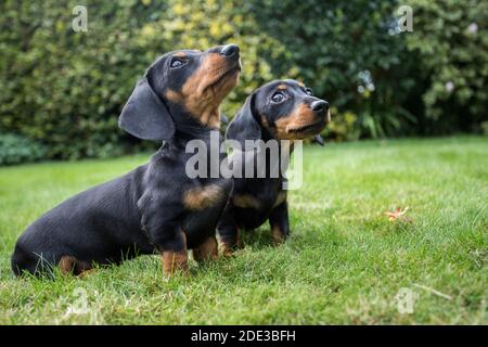 Due cuccioli di dachshund Foto Stock