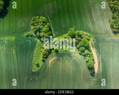 Un boschetto verde a forma di cane sembra dire che gli animali sono parte integrante del mondo Foto Stock