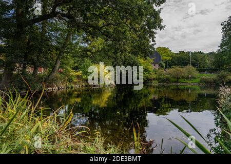 Beech trees close by a lake. Picture from near Ringsjon, Scania county, Sweden Foto Stock