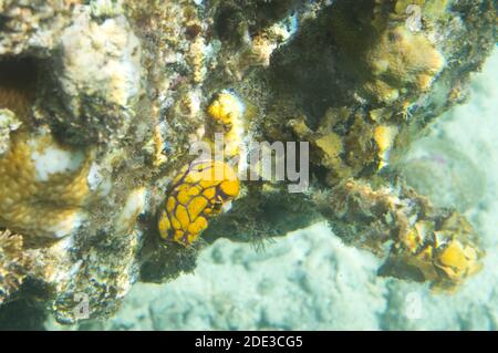 Una policarpa aurata nel mare delle isole Togie, Indonesia Foto Stock