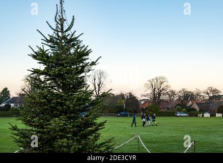 East Lothian, Scozia, Regno Unito, 28 novembre 2020. Decorazioni natalizie: L'albero di Natale è acceso e illuminato sul verde villaggio di Dirleton al tramonto Foto Stock