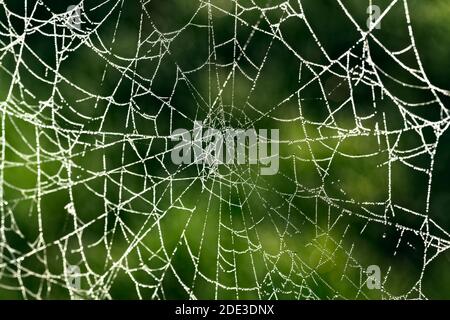 Rugiada mattina riposante su un nastro di ragni Foto Stock