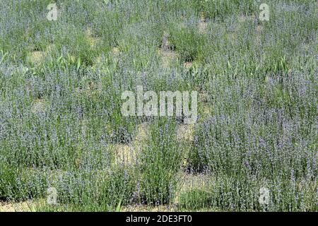 Full Lavandula angustifolia campo in fiore Foto Stock