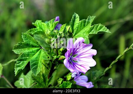 Althaea officinalis fiore viola in fiore Foto Stock