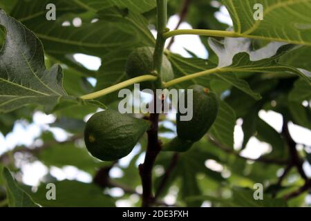 Fichi non maturi in un fico Foto Stock