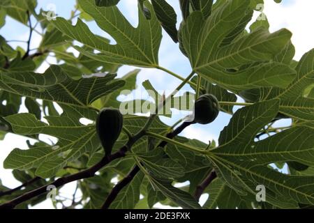 Fichi non maturi in un fico Foto Stock