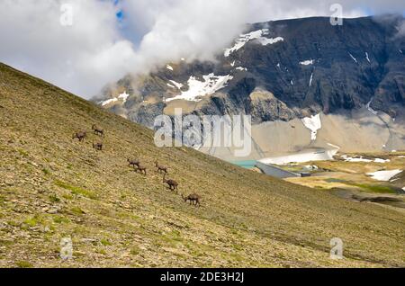 Stambecco alpino nelle alpi svizzere, Mutsee in svizzera. steinbock. Animali selvatici nelle alpi svizzere Foto Stock
