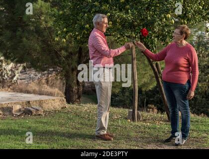 Vista laterale del corpo dell'uomo anziano che dà rosso roses a moglie mentre in piedi sotto l'albero di frutta in estate giardino Foto Stock