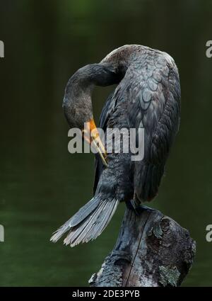 Double Crested Cormorant Dry-off asciugatura dopo una nuotata Foto Stock