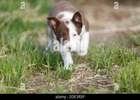L'australiano Sheppard cucciolo che stalking il suo obiettivo Foto Stock