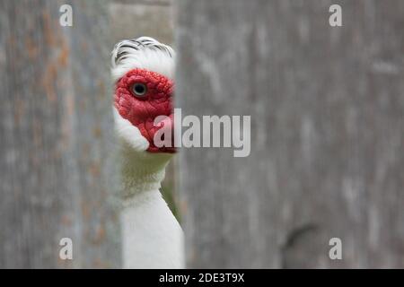 White anatra muta guardando attraverso la recinzione, Canada Superiore Villaggio, Morrisburg, Ontario, Canada Foto Stock