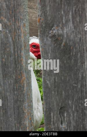 White anatra muta guardando attraverso la recinzione, Canada Superiore Villaggio, Morrisburg, Ontario, Canada Foto Stock