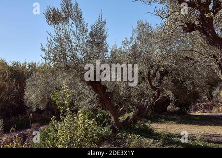 Oliveti ricchi di olive per la raccolta, agricoltura biologica, alberi centenari Foto Stock