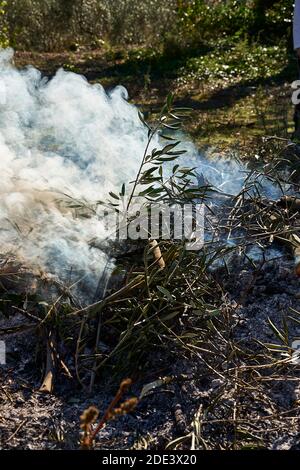 Falò nel cespuglio in una giornata di sole, fuoco, legno, all'aperto Foto Stock